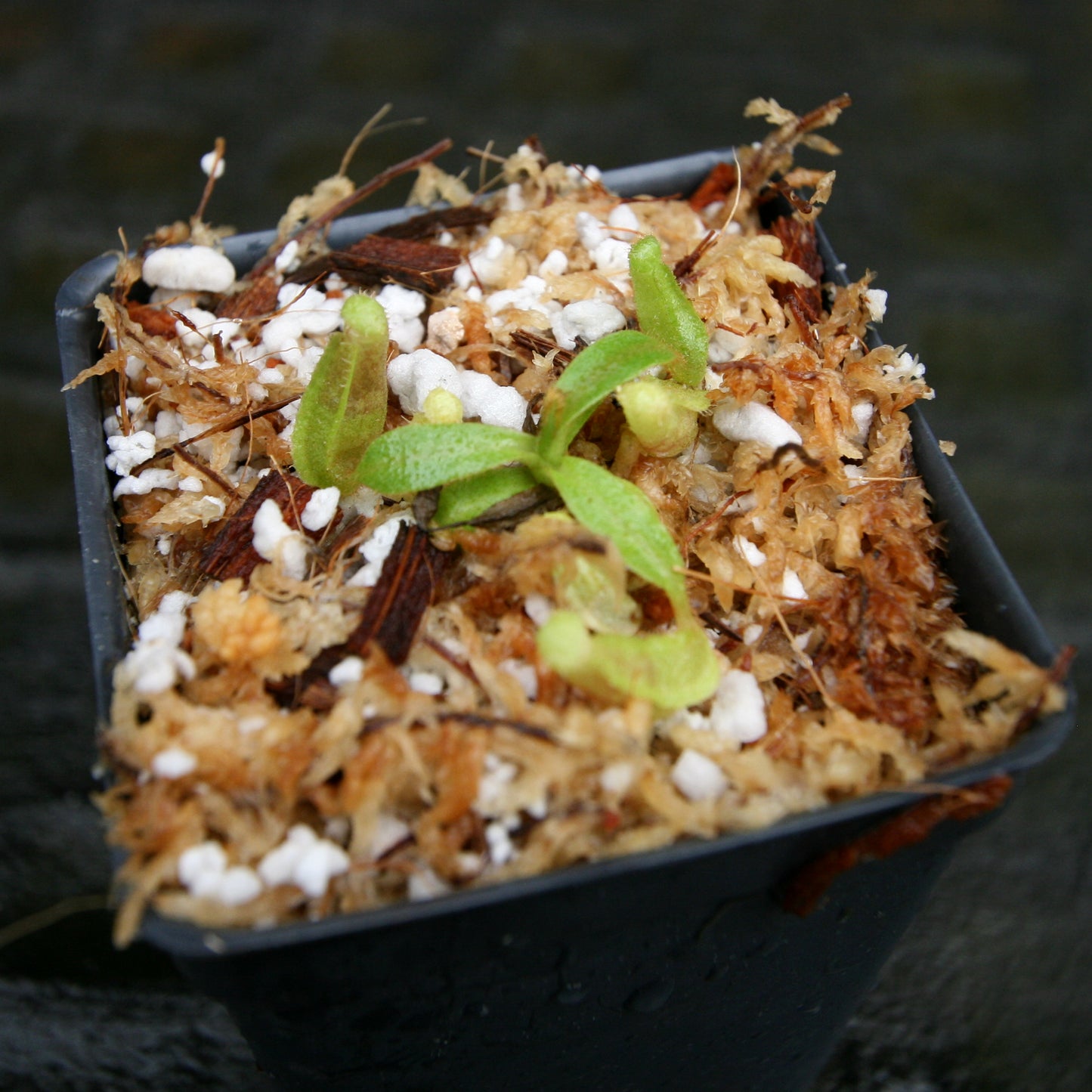 Nepenthes veitchii (Bareo MT x