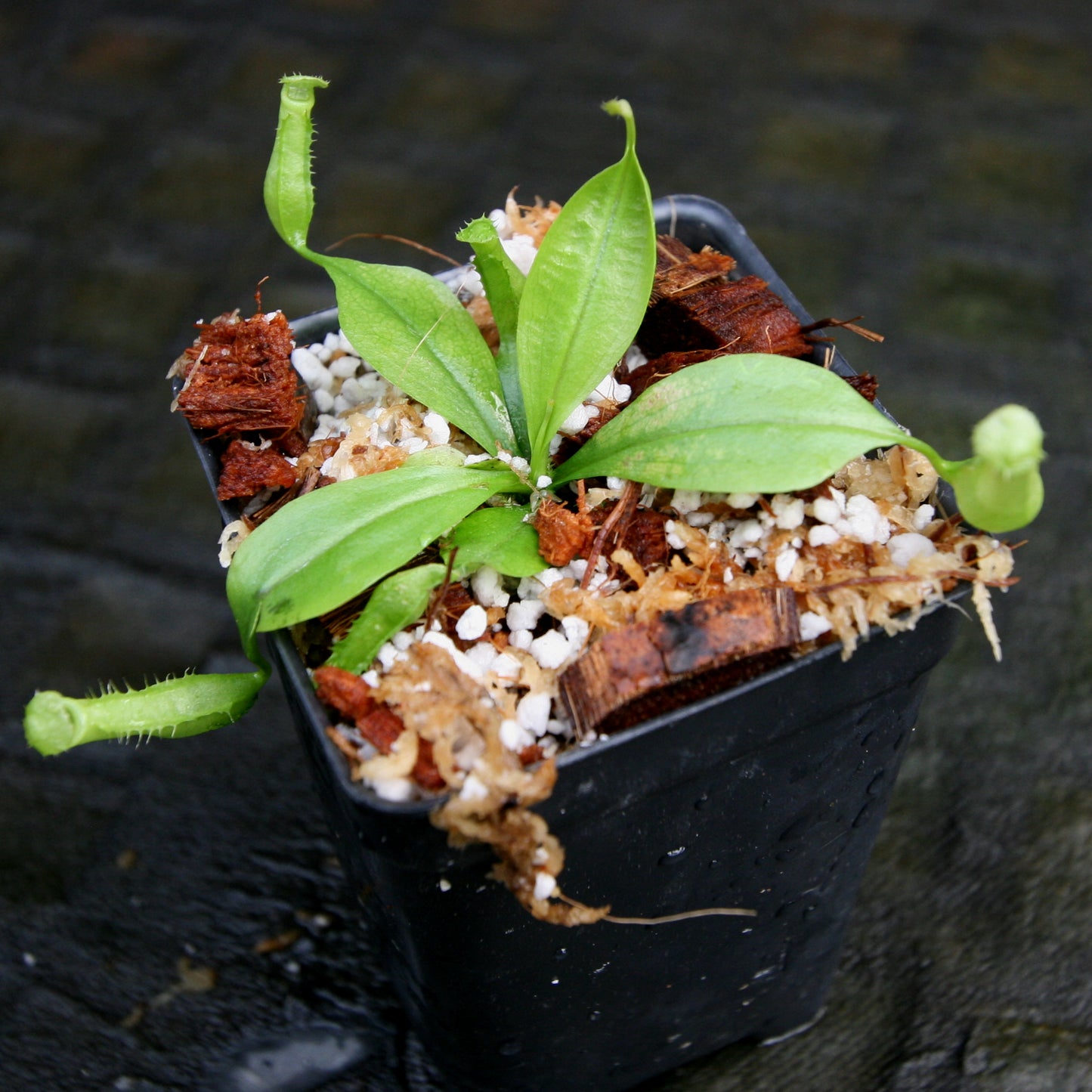 Nepenthes bicalcarata (Orange x Red), CAR-0268 fanged squat pitcher, Pitcher plant, carnivorous plant, collectors plant, pitchers, rare nepenthes, terrarium plant, easy to grow nepenthes, beginner nepenthes, beginner pitcher plants, nepenthes.