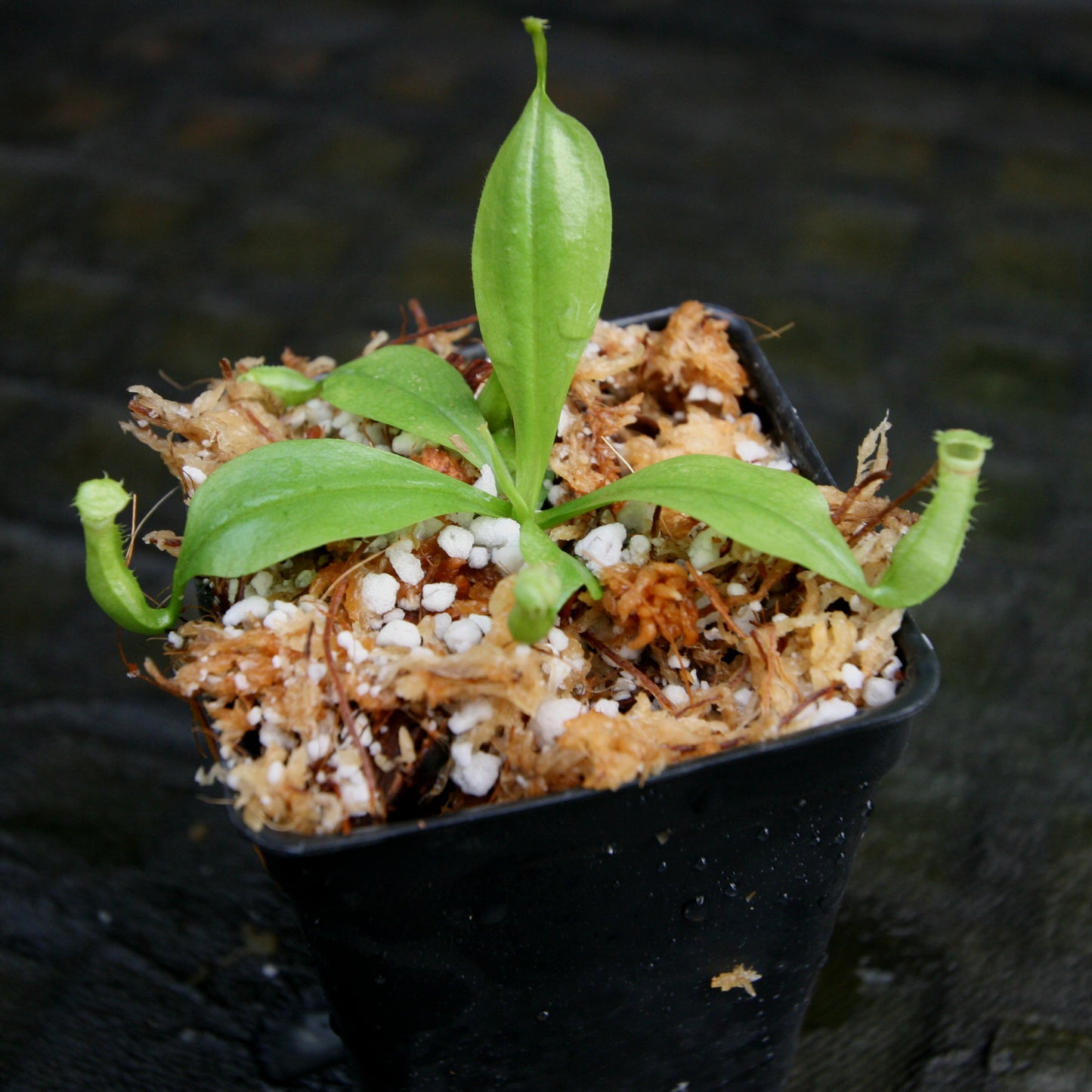 Nepenthes bicalcarata (Orange x Red), CAR-0268 fanged squat pitcher, Pitcher plant, carnivorous plant, collectors plant, pitchers, rare nepenthes, terrarium plant, easy to grow nepenthes, beginner nepenthes, beginner pitcher plants, nepenthes.