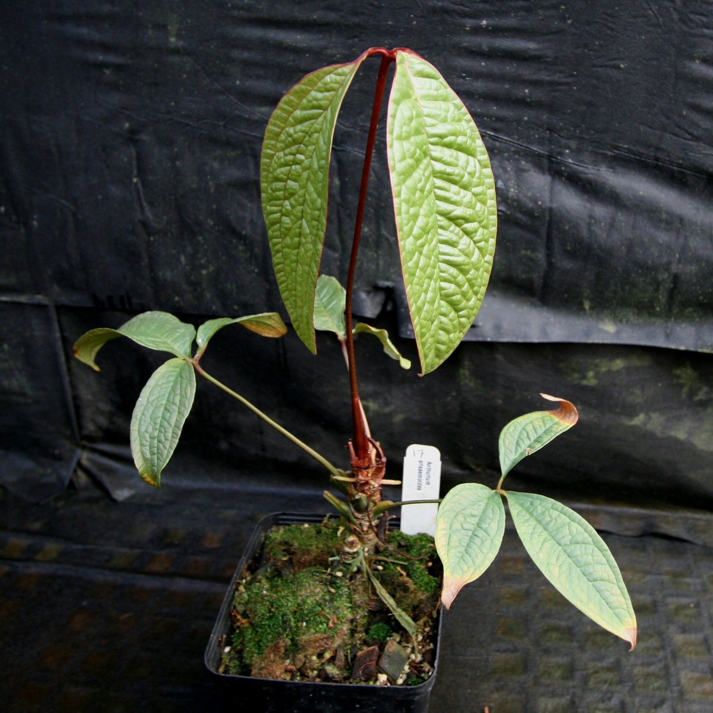 Anthurium arisaemoides