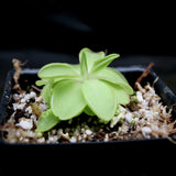 Pinguicula 'Seductora' Butterwort with small green leaves with pink edges, purple flower, easy to grow, carnivorous plant, gnat eating plant, house plant, collectors plant