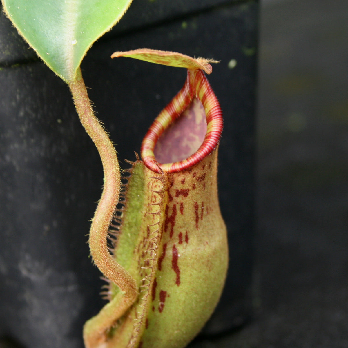 Nepenthes spathulata x lowii BE-4517