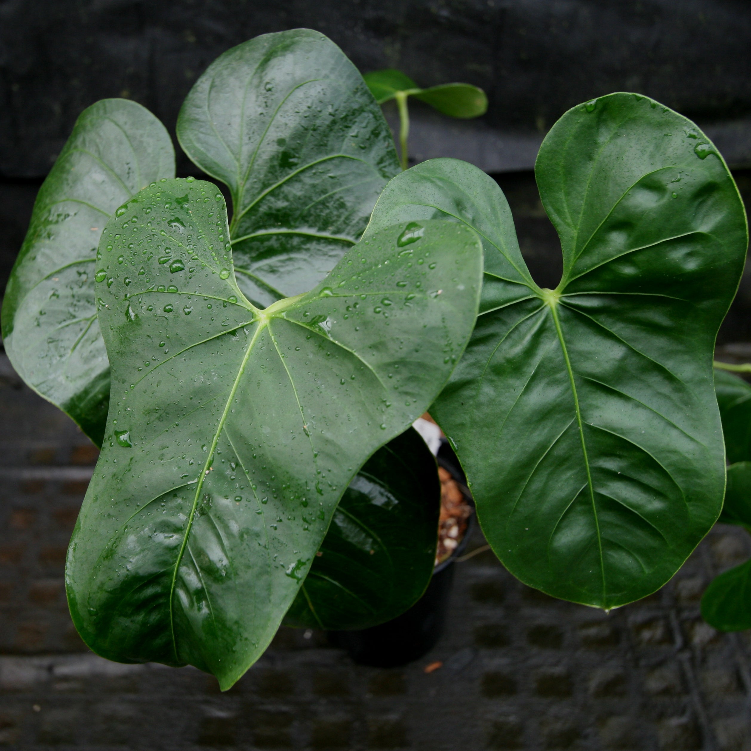 anthurium faustomirandae flower Anthurium folsomanium 'Bonita' – Carnivero