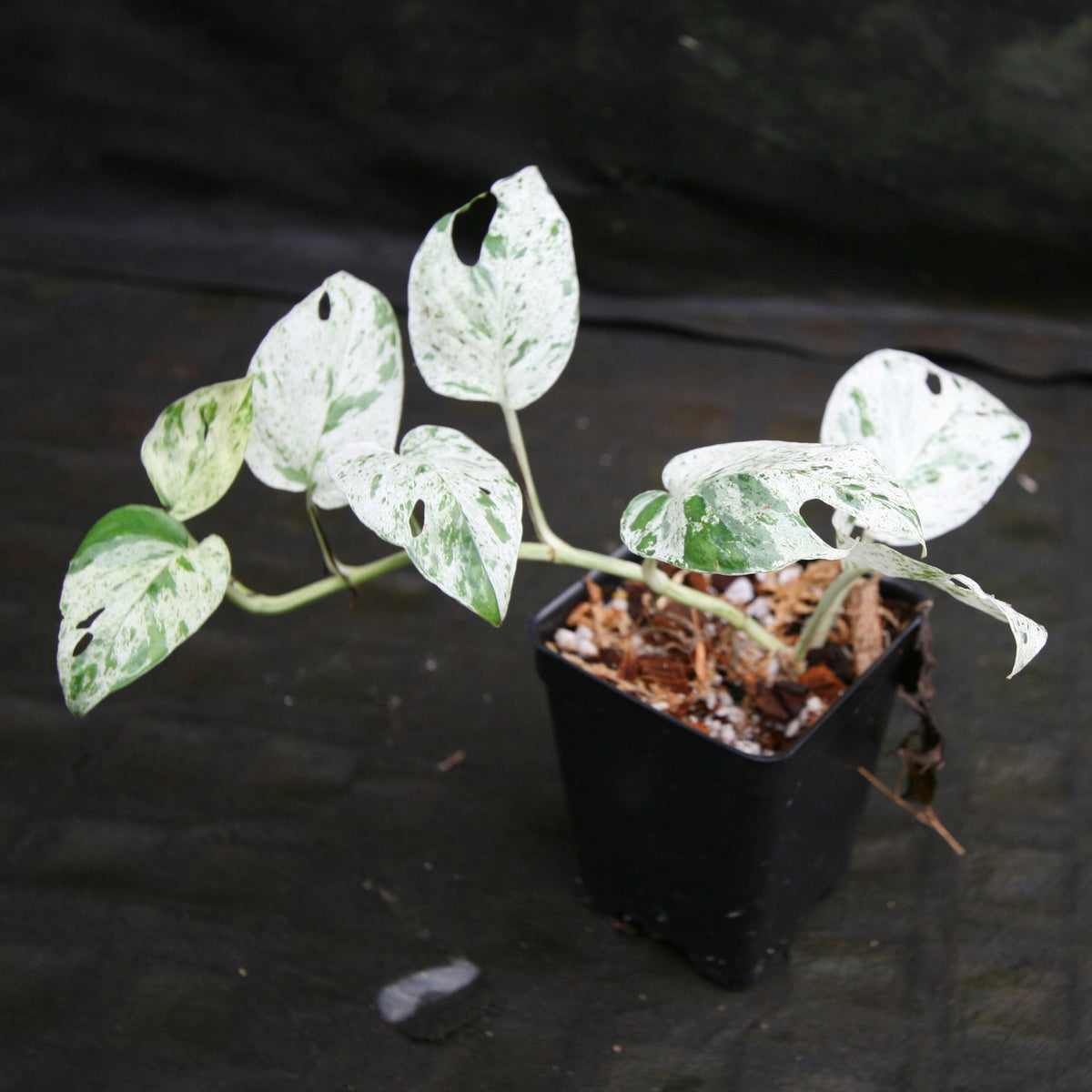 Epipremnum Pinnatum Marble - M.E. Greenery Export