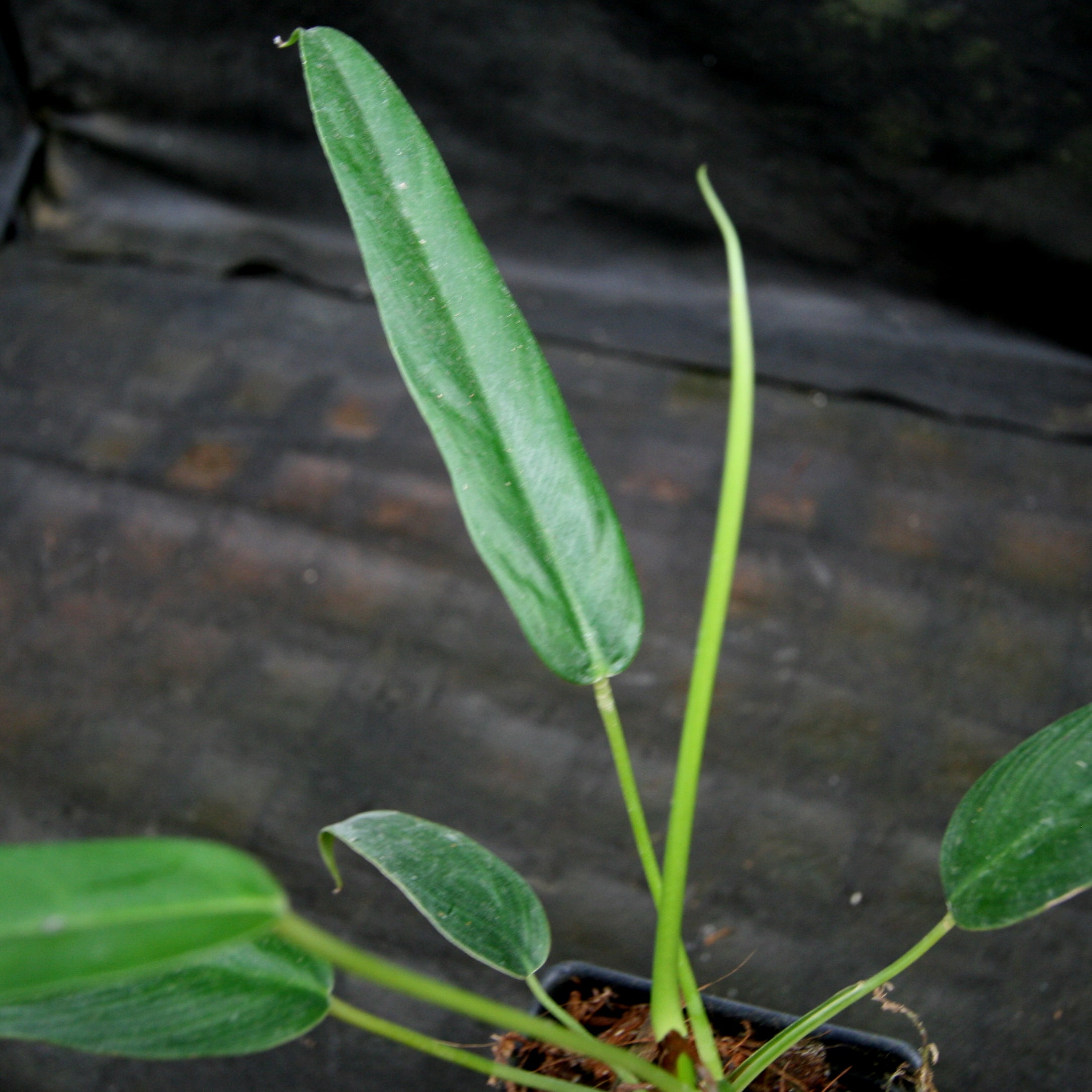 viney philodendron Philodendron sp Venez – Carnivero