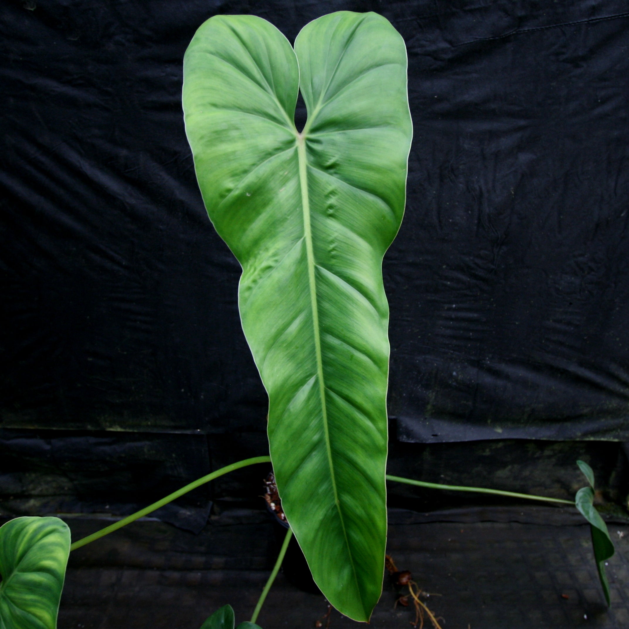 philodendron sagittifolium for sale Philodendron dolichogynium (formerly sp macas)