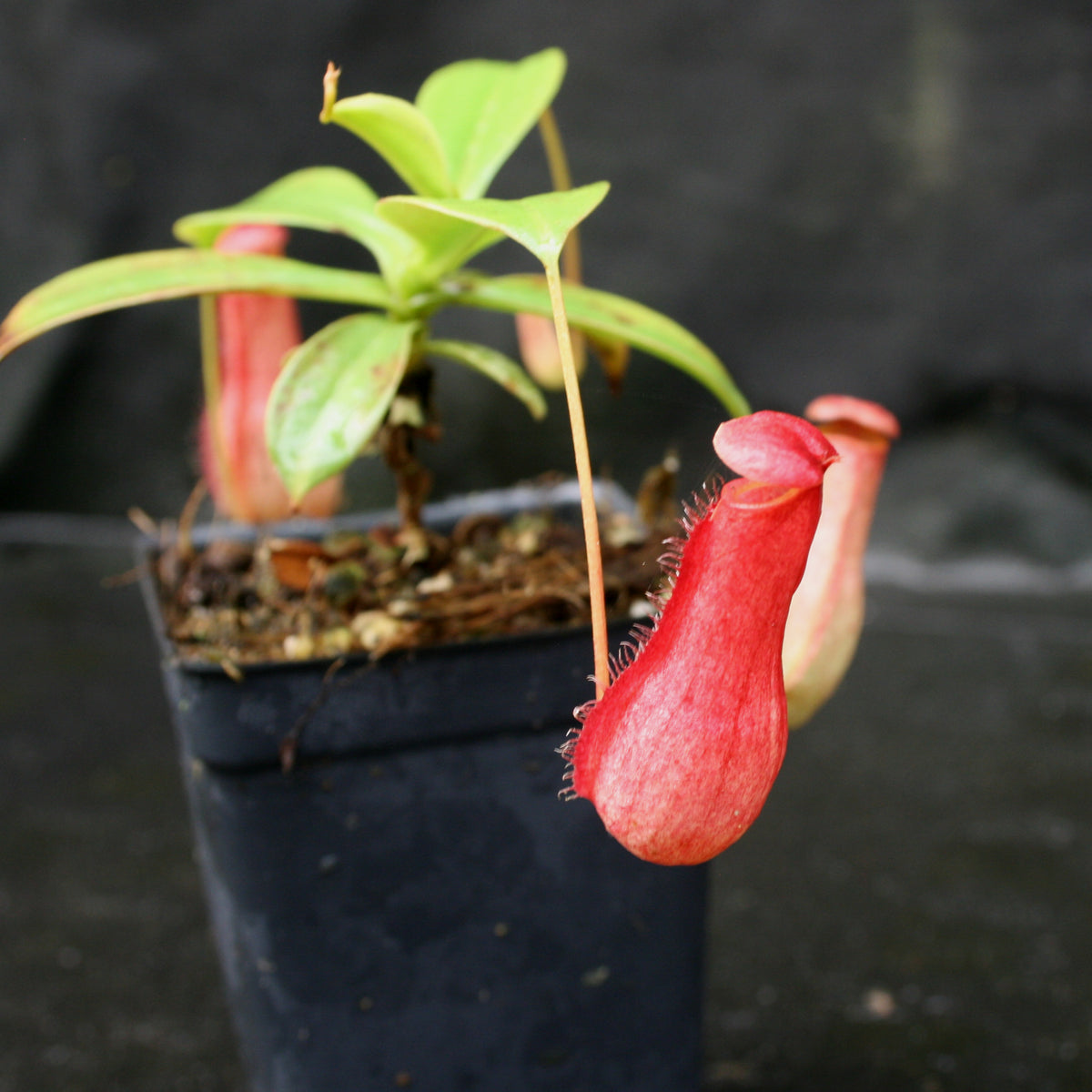 Nepenthes madagascariensis, BE-3247 – Carnivero