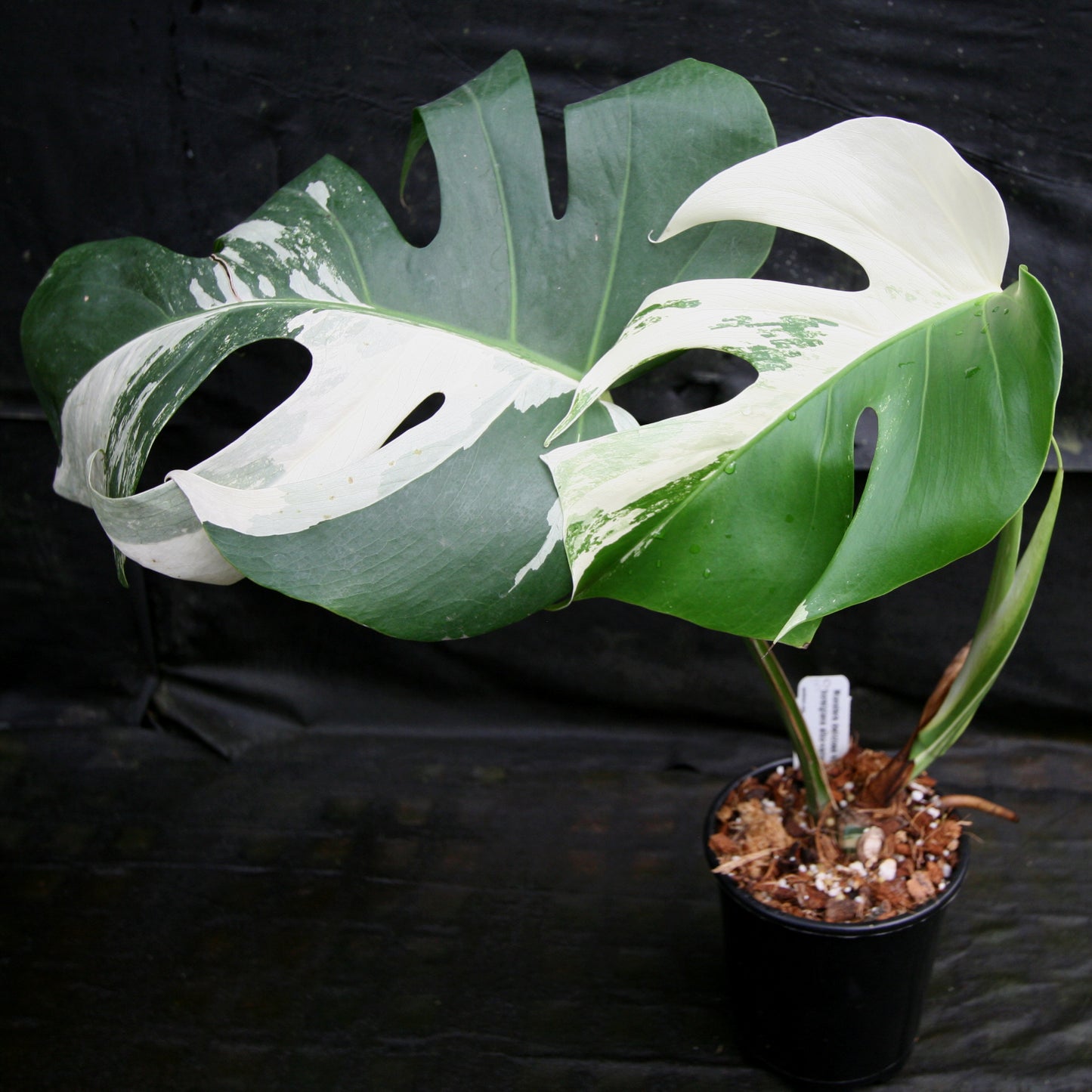 Monstera deliciosa var. borsigiana albo-variegata