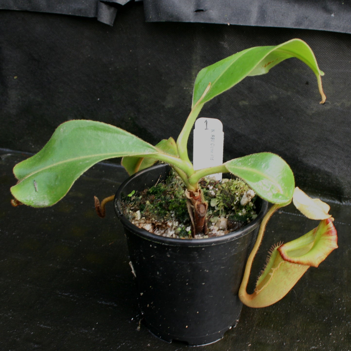 Nepenthes (Rokko