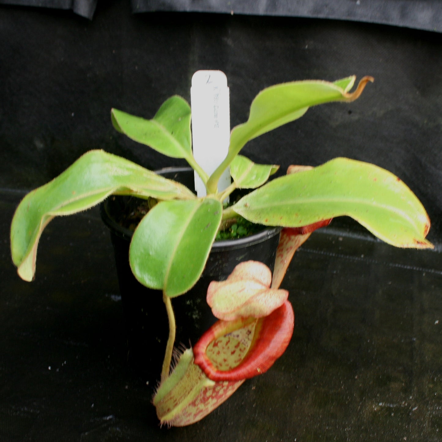 Nepenthes (Rokko