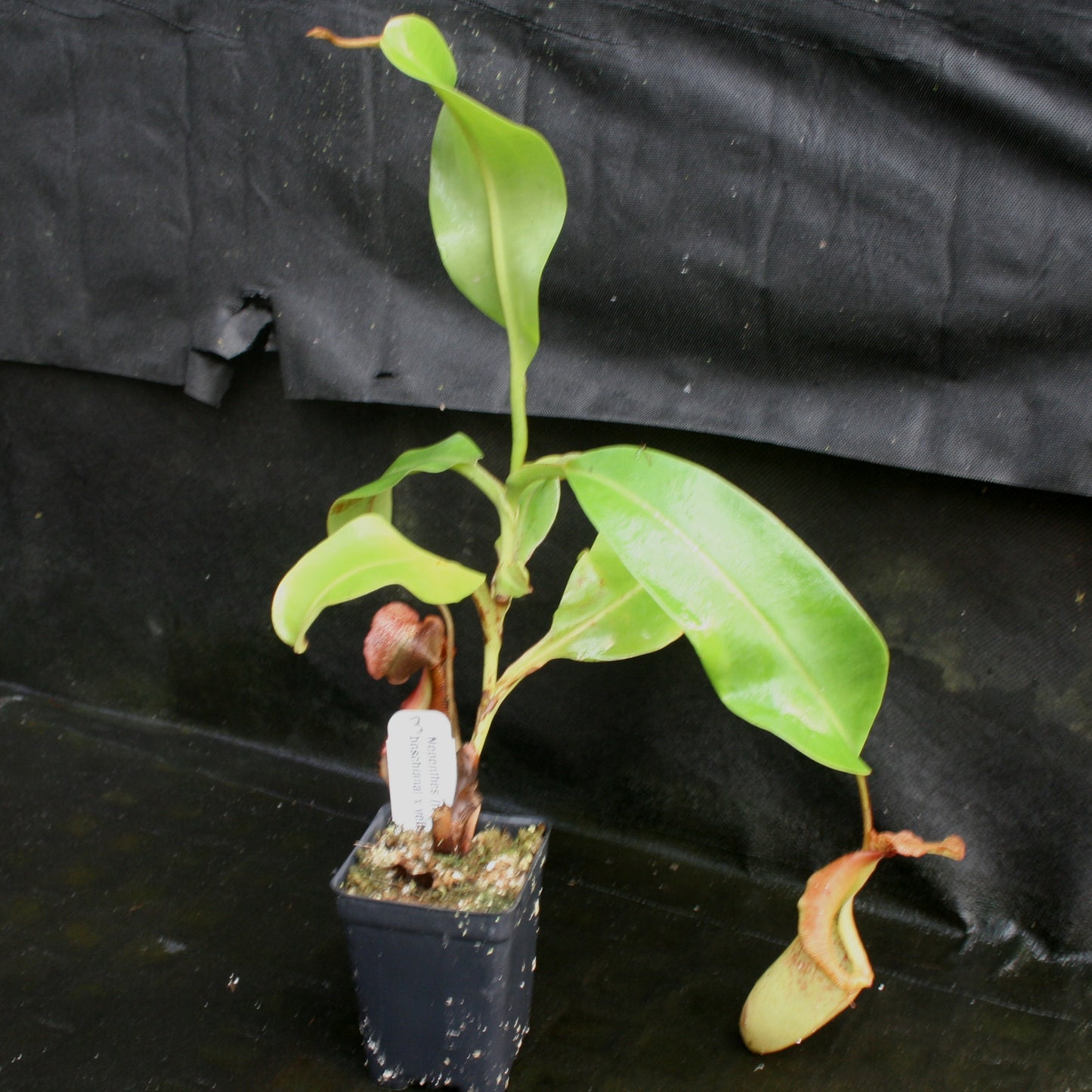 Nepenthes (Rokko
