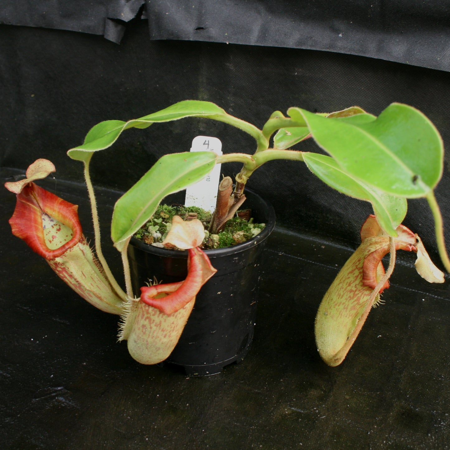 Nepenthes (Rokko