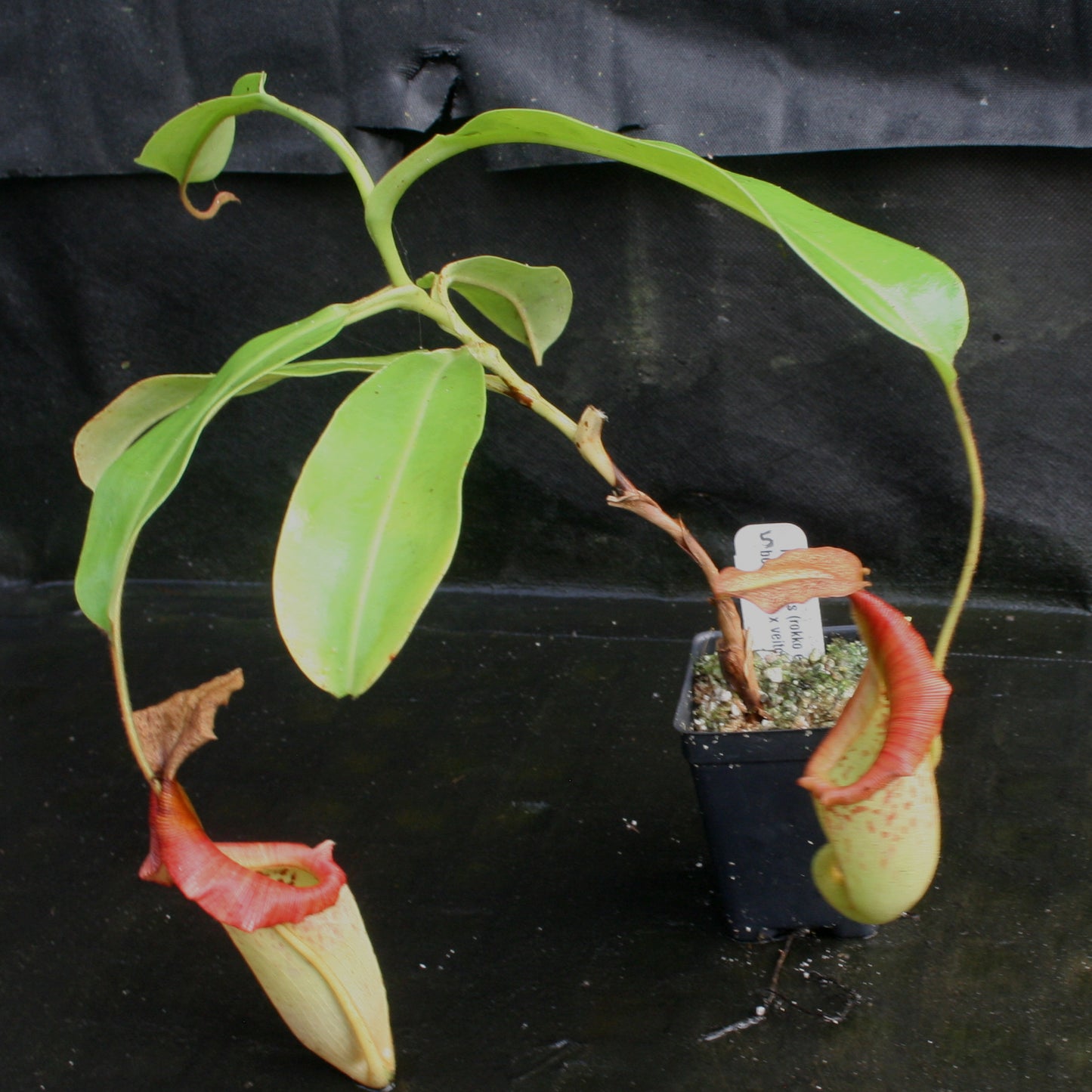 Nepenthes (Rokko