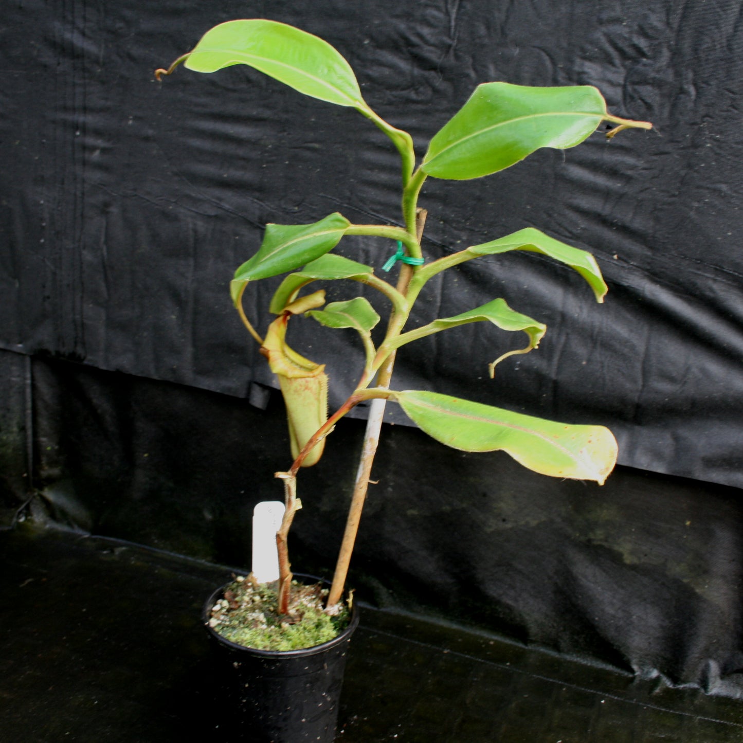 Nepenthes (Rokko