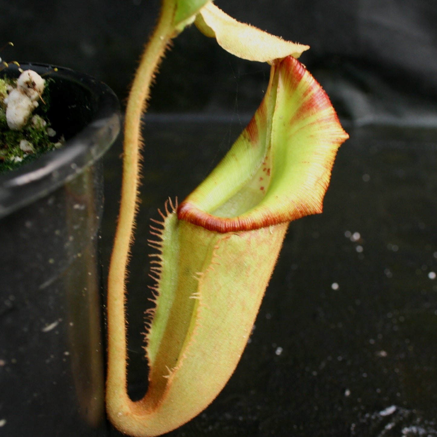 Nepenthes (Rokko
