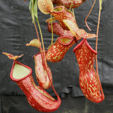 Nepenthes 'Gaya'
