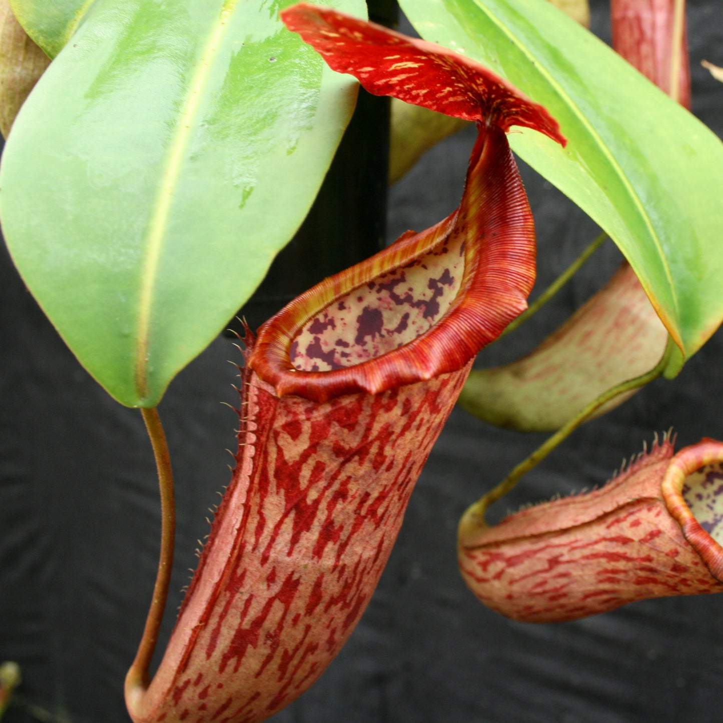 Nepenthes Song of Melancholy, CAR-0129, pitcher plant, carnivorous plant, collectors plant, large pitchers, rare plants