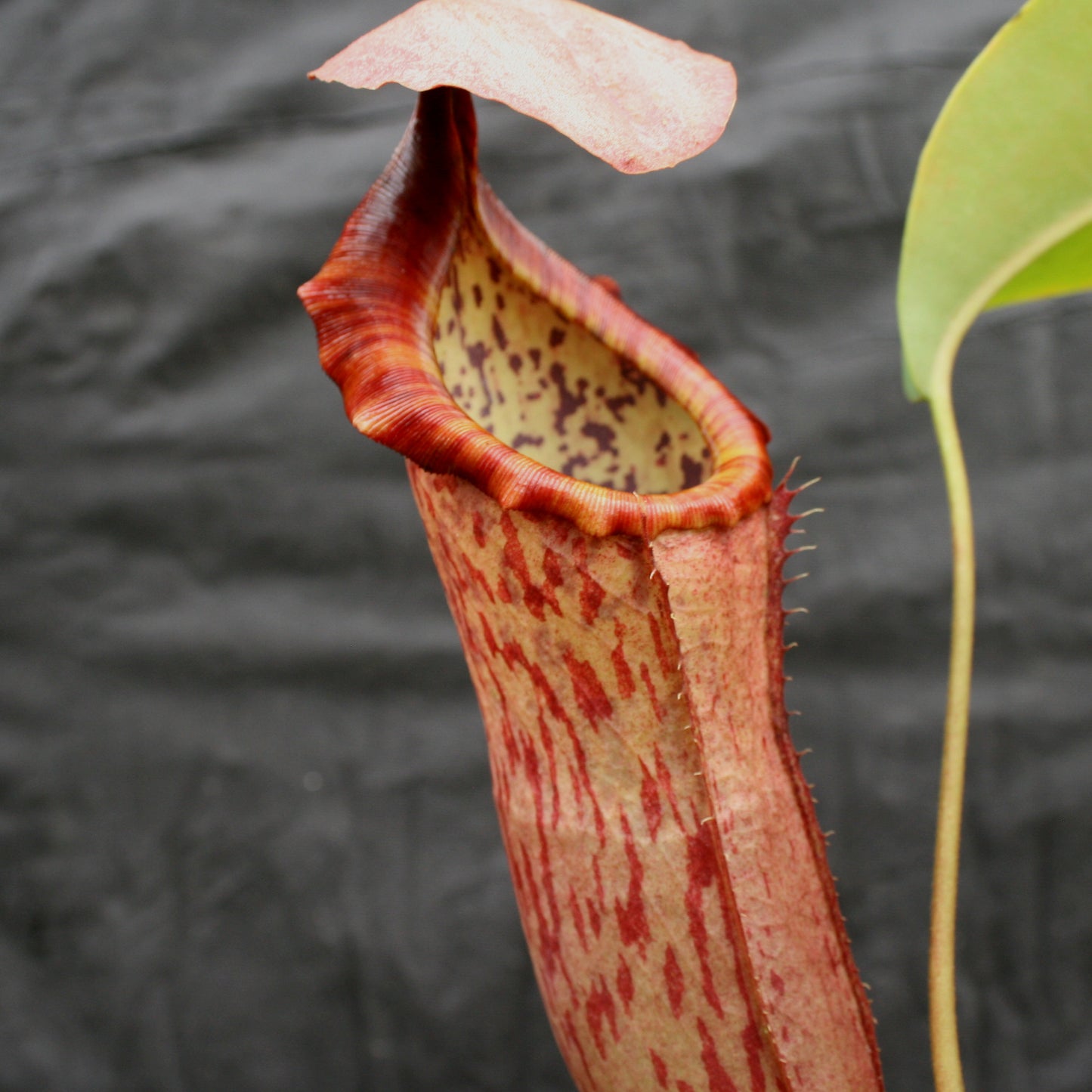 Nepenthes Song of Melancholy, CAR-0129, pitcher plant, carnivorous plant, collectors plant, large pitchers, rare plants