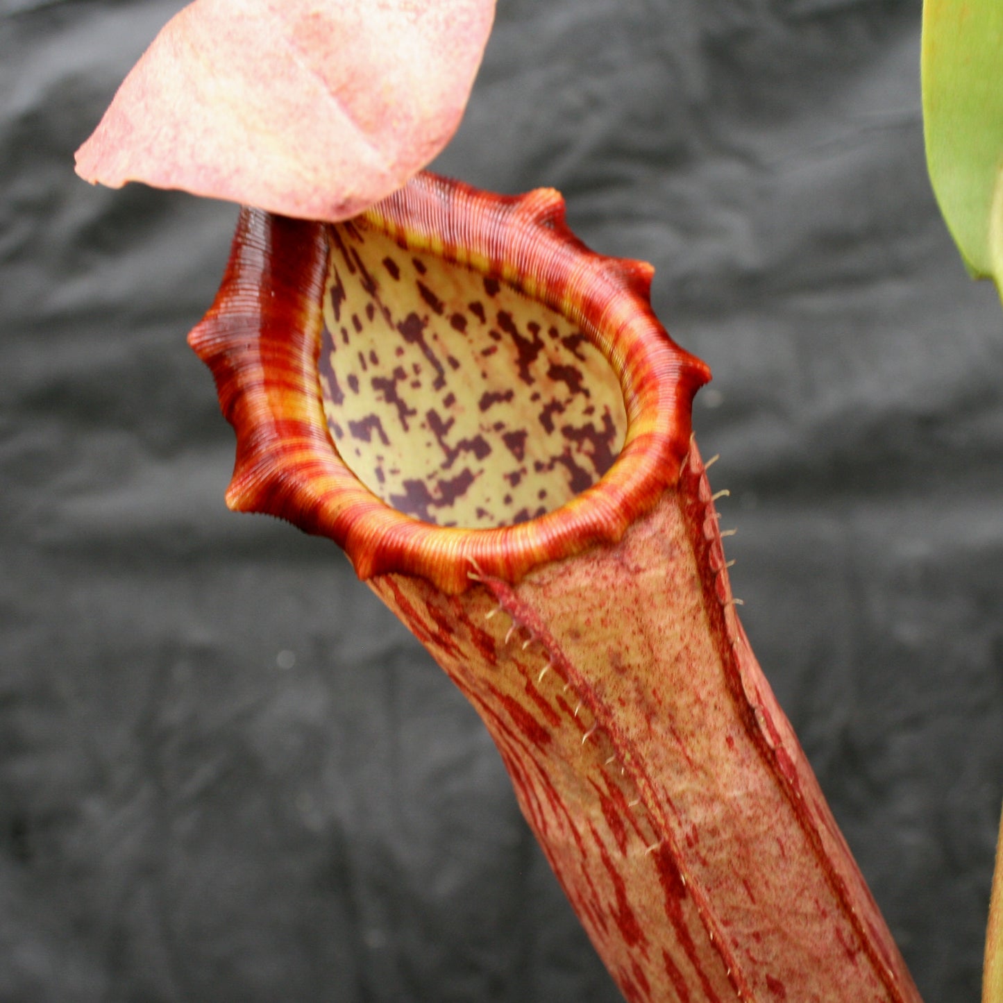 Nepenthes Song of Melancholy, CAR-0129, pitcher plant, carnivorous plant, collectors plant, large pitchers, rare plants
