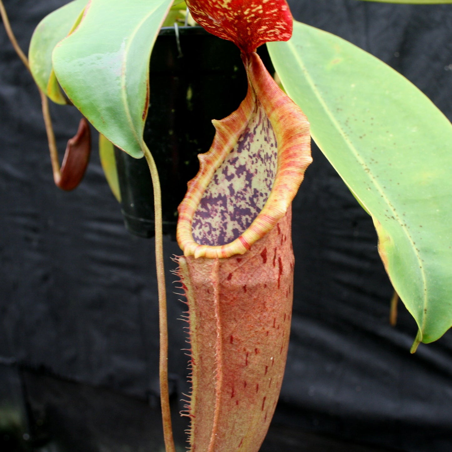 Nepenthes Song of Melancholy, CAR-0129, pitcher plant, carnivorous plant, collectors plant, large pitchers, rare plants