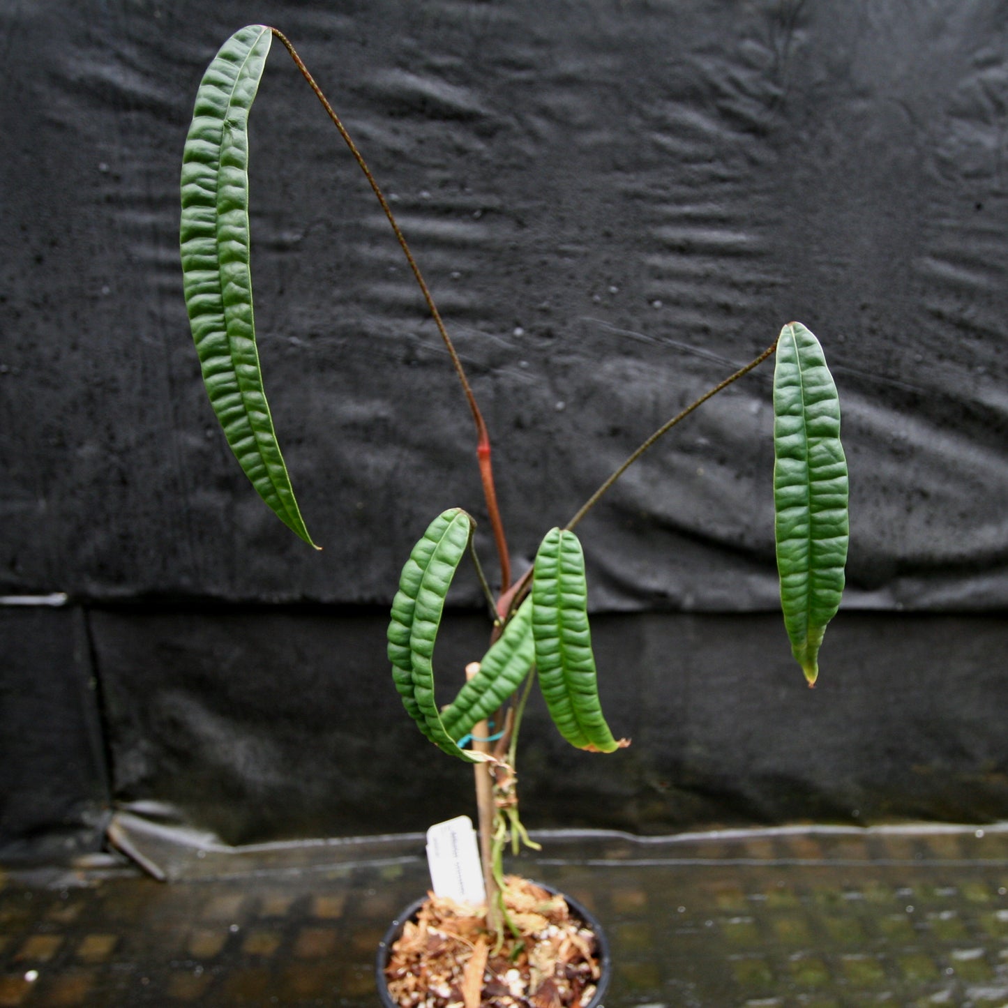 Anthurium cutucuense