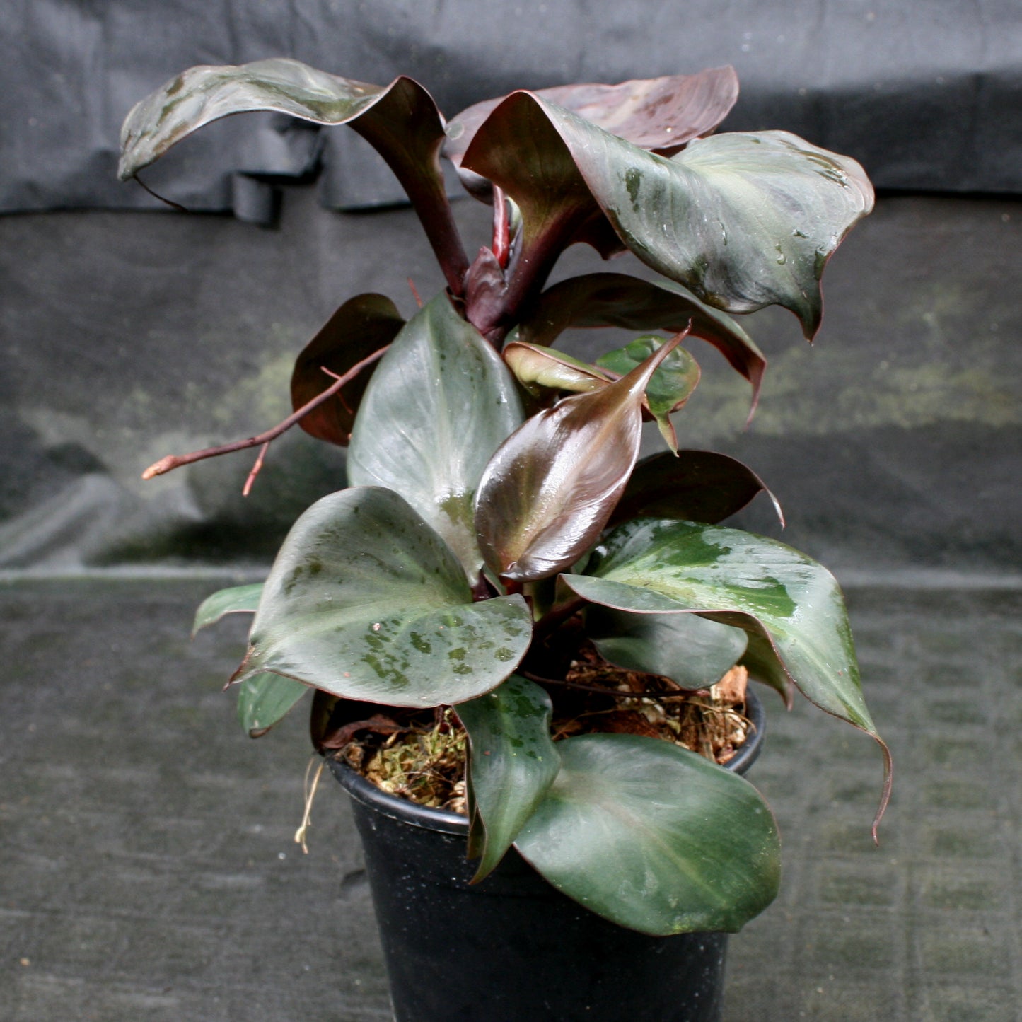 Philodendron Red Heart