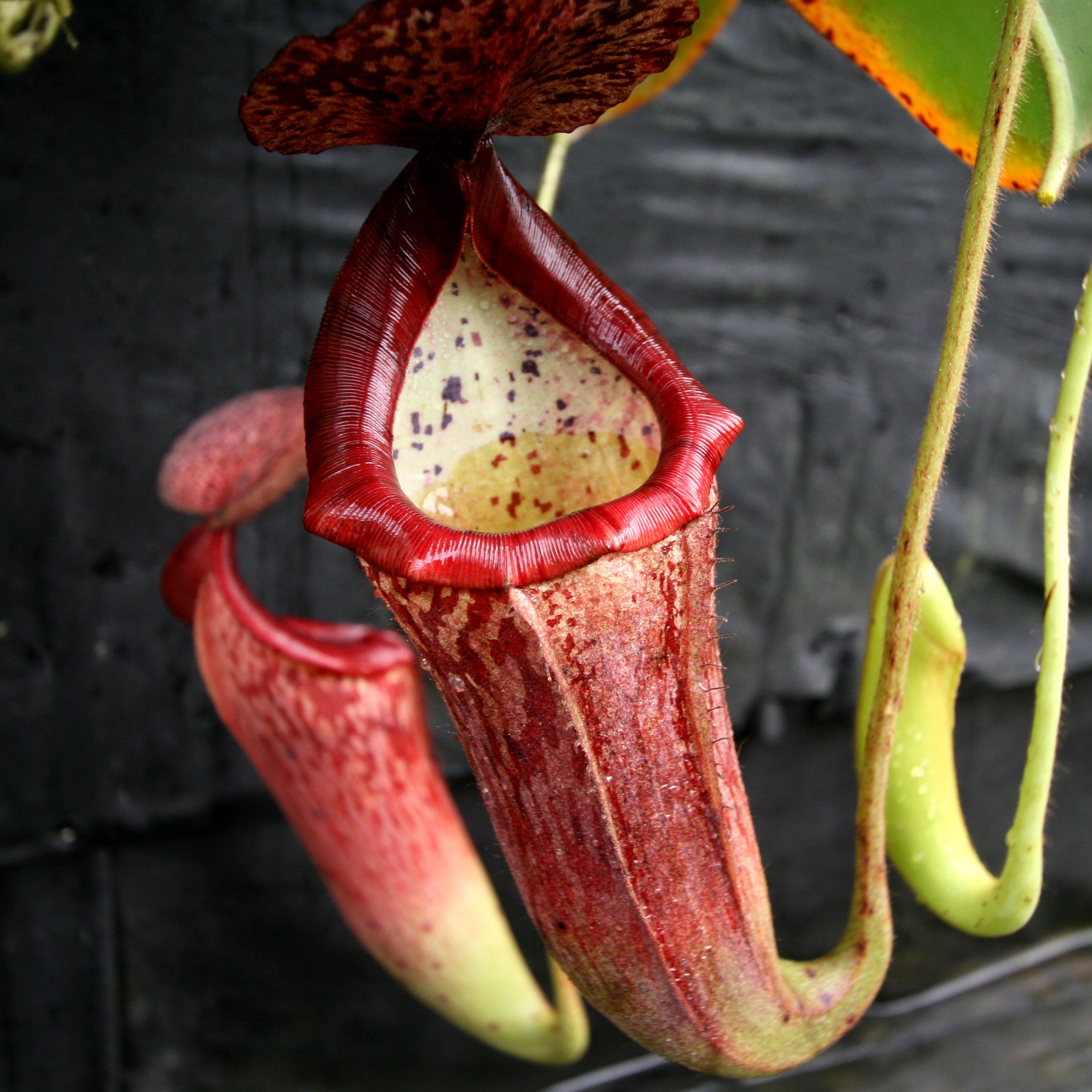 Nepenthes glandulifera x [(lowii x veitchii) x boschiana], CAR