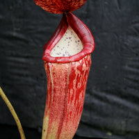 Nepenthes glandulifera x [(lowii x veitchii) x boschiana], CAR-0067, pitcher plant, carnivorous plant, collectors plant, large pitchers, rare plants