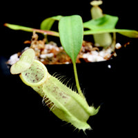 Nepenthes hirsuta, BE-3083, pitcher plant, carnivorous plant, collectors plant, large pitchers, rare plants