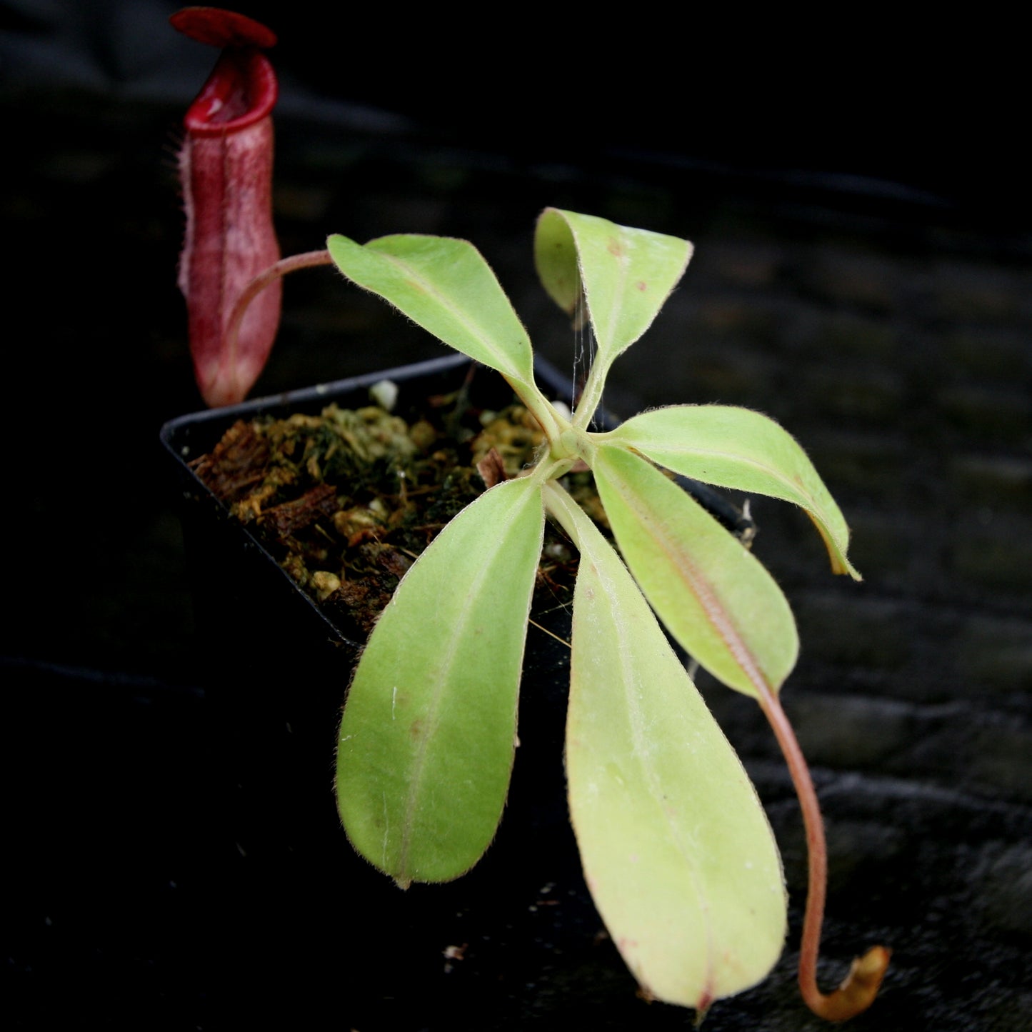 Nepenthes