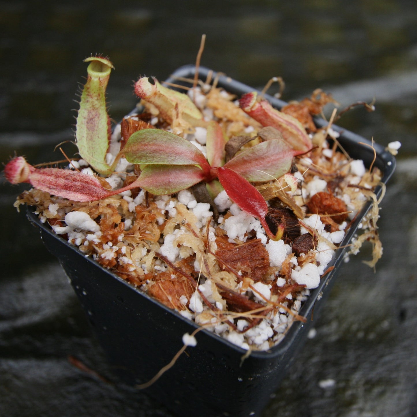 Nepenthes boschiana BE x 'Leviathan', CAR-0291
