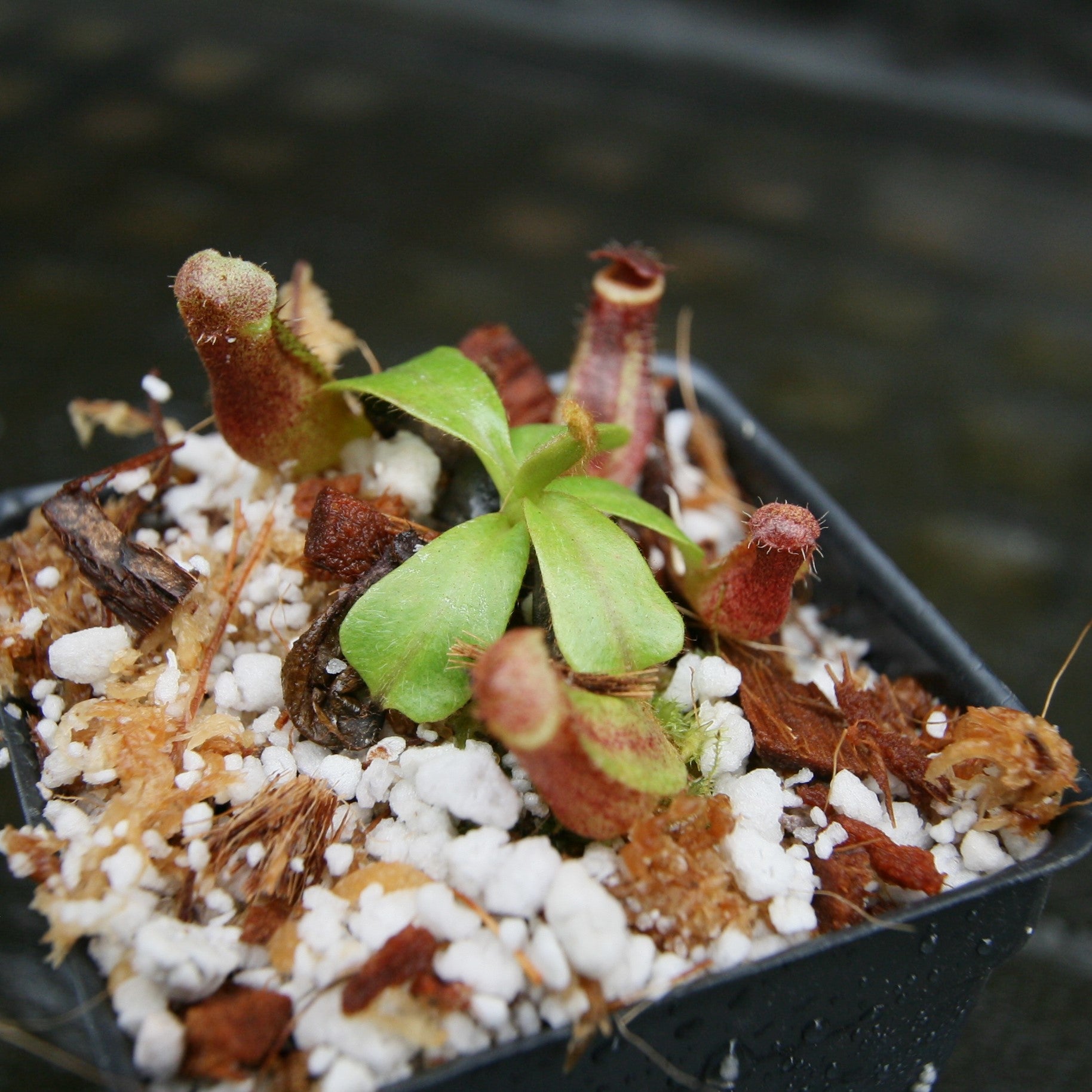 Nepenthes [(lowii x veitchii) x boschiana)] 