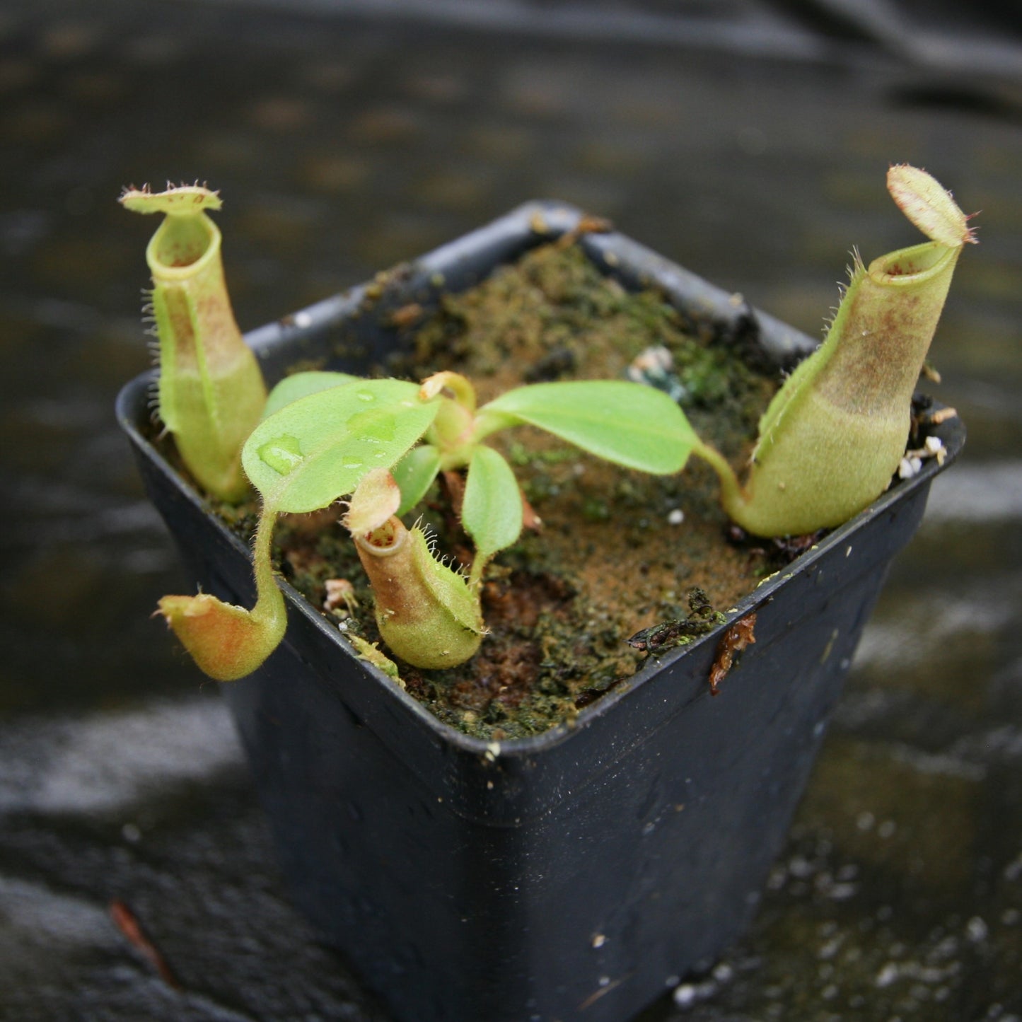Nepenthes (truncata x campanulata) x veitchii