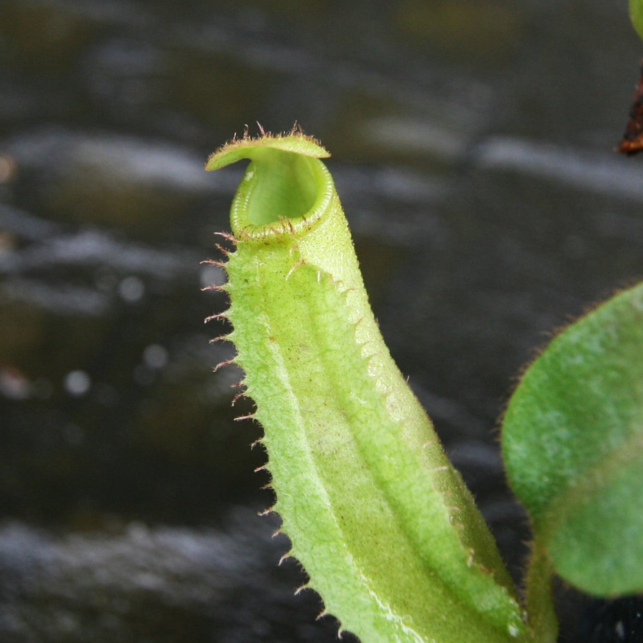 Nepenthes veitchii 