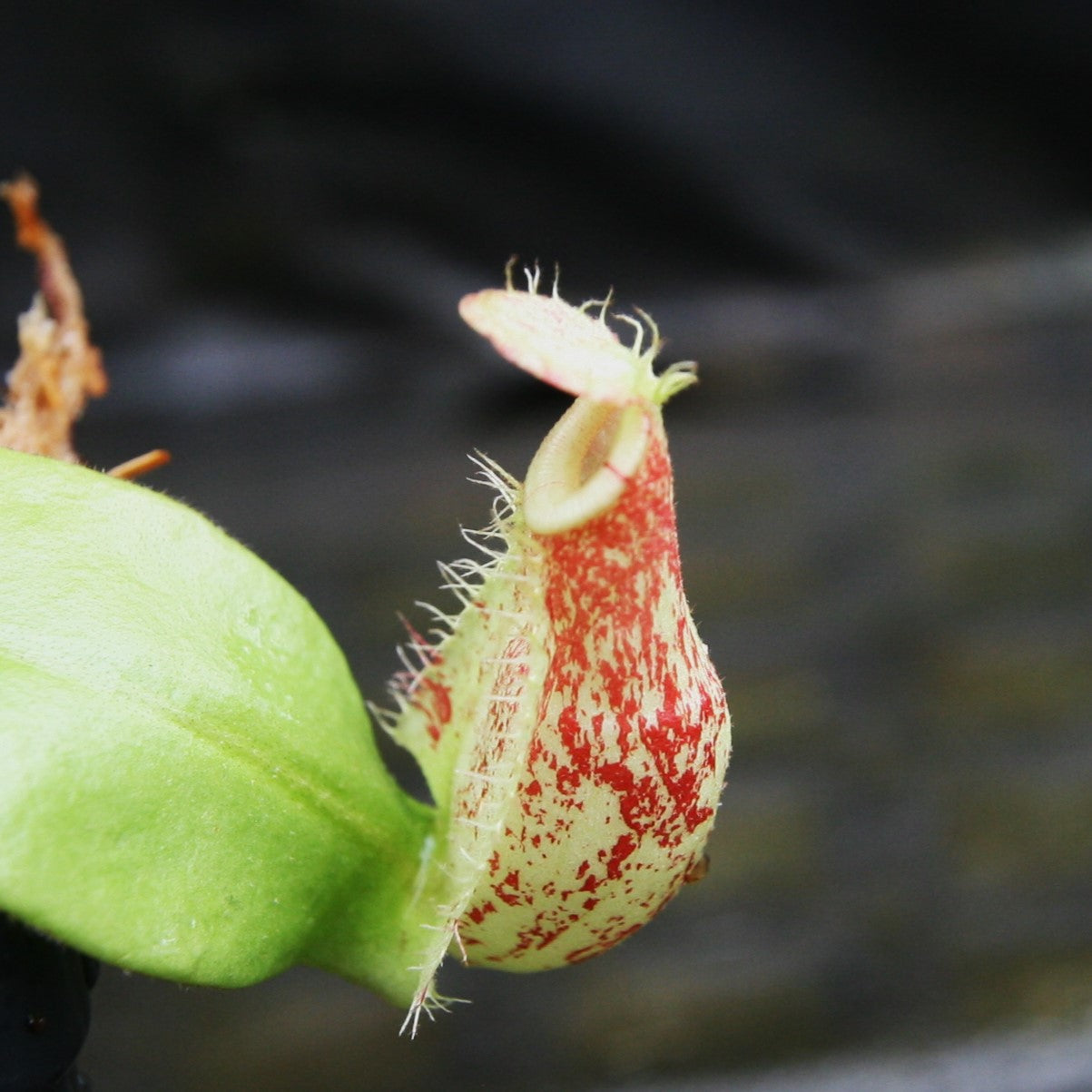 Nepenthes ampullaria (Tricolor x Purple Stripe #1), CAR-0293