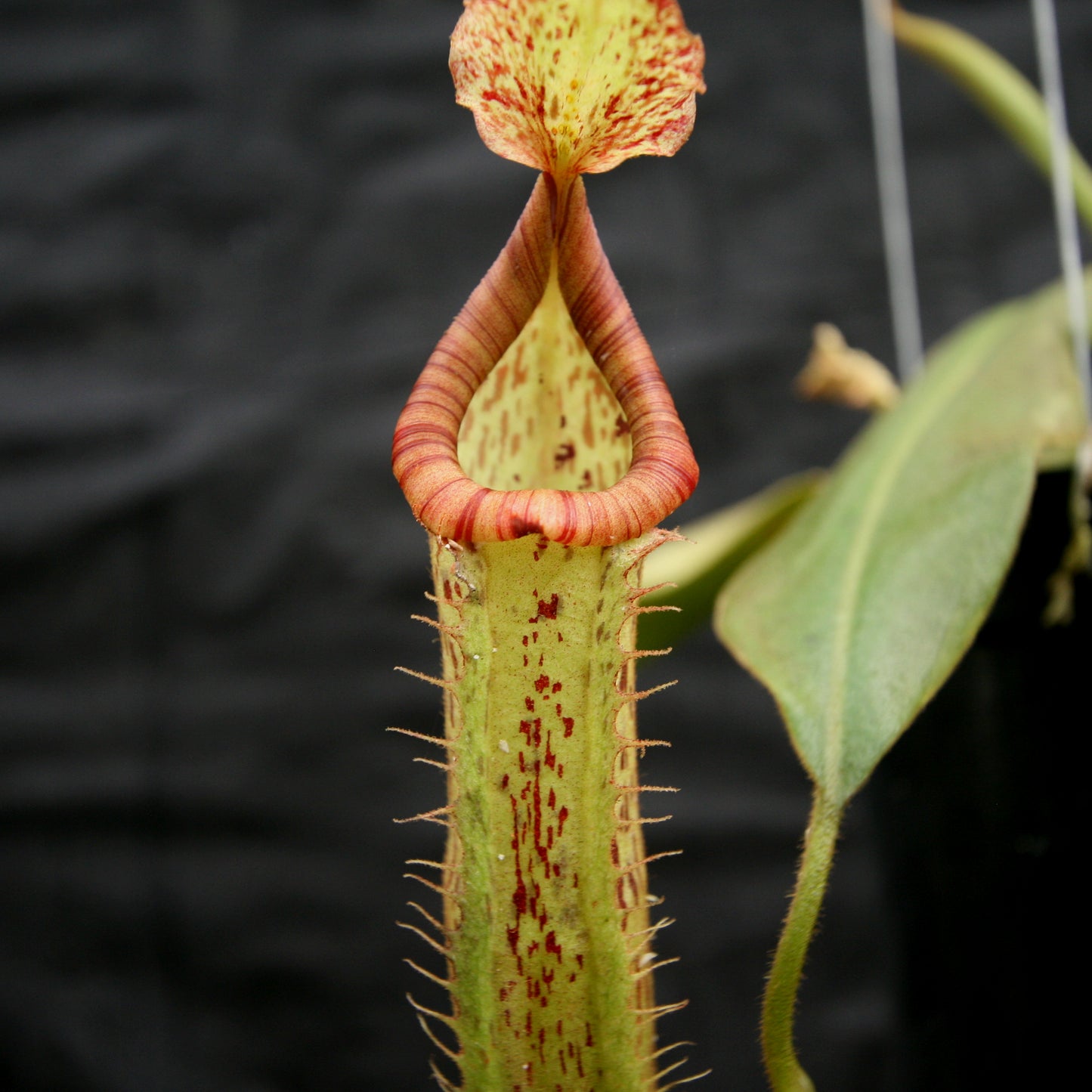 Nepenthes 'Splendid Diana' x platychila, CAR-0174