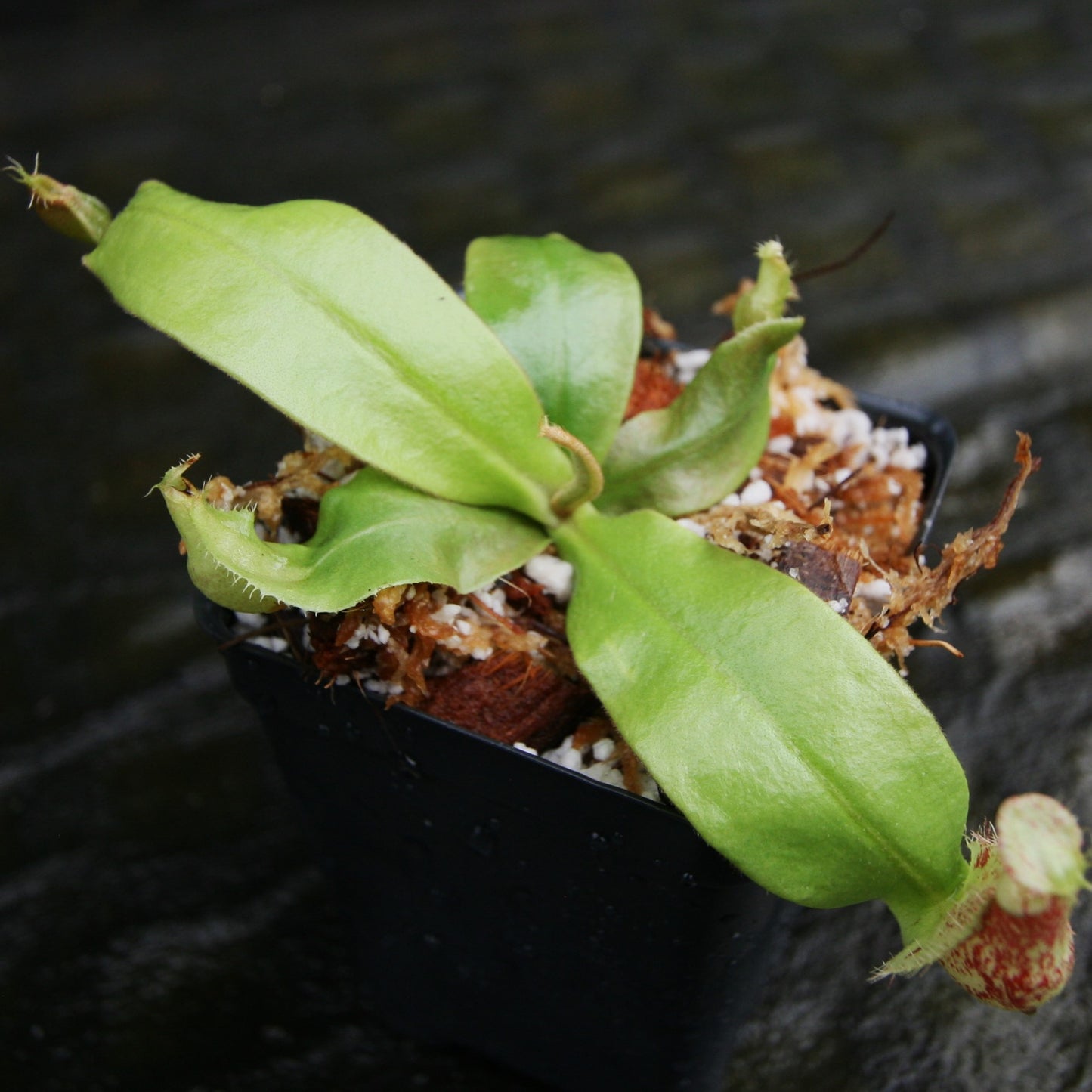 Nepenthes ampullaria (Tricolor x Purple Stripe #1), CAR-0293