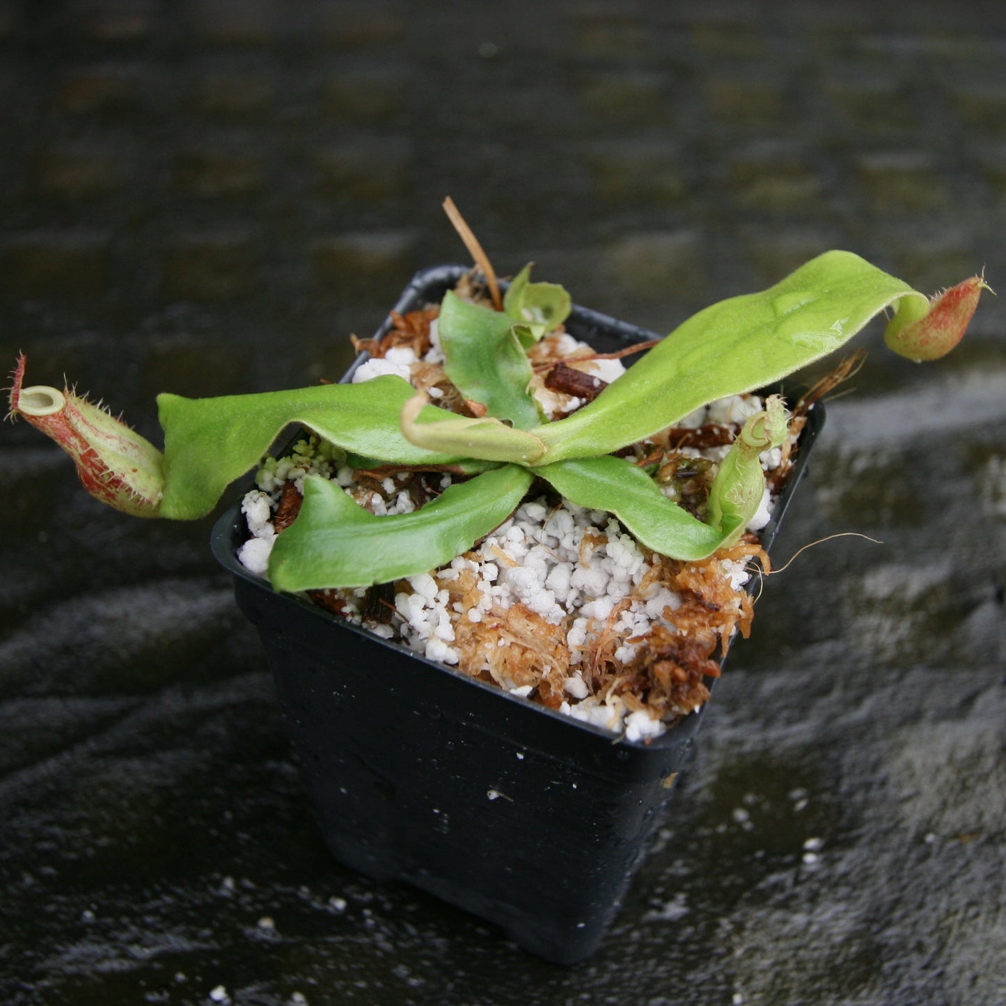 Nepenthes ampullaria (Tricolor x Purple Stripe #1), CAR-0293