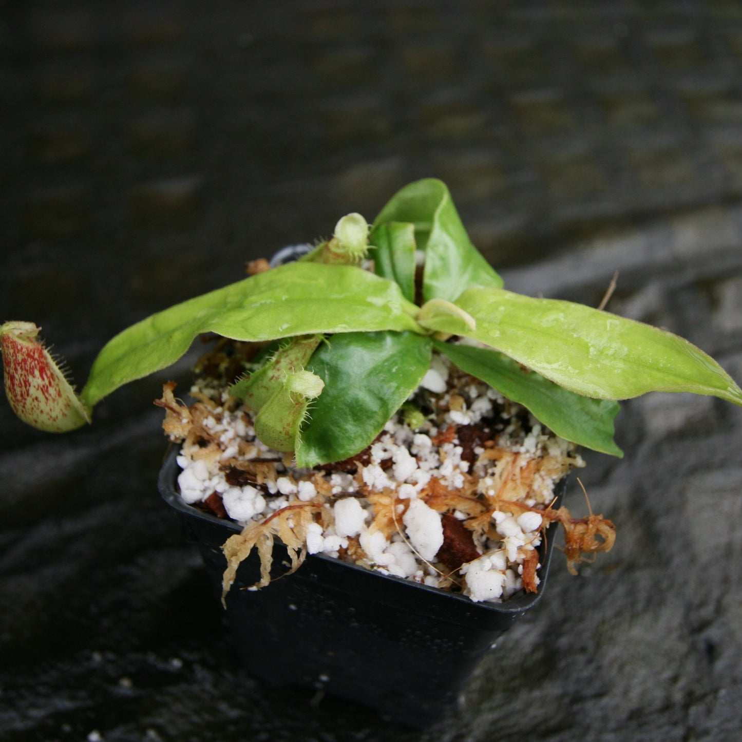 Nepenthes ampullaria (Tricolor x Purple Stripe #1), CAR-0293