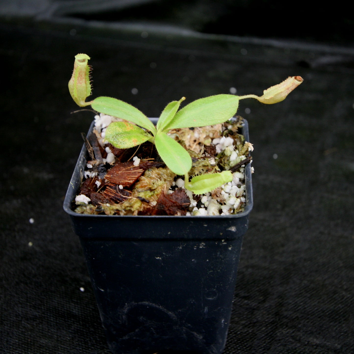 Nepenthes 'Splendid Diana' x platychila, CAR-0174
