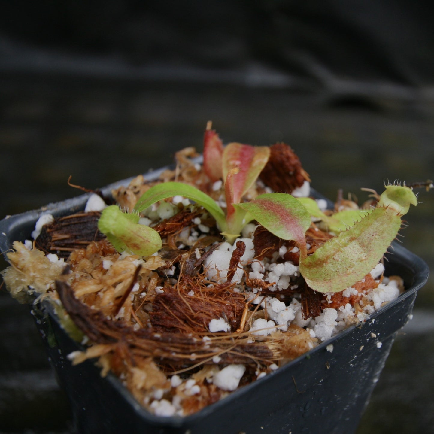 Nepenthes boschiana EP x veitchii 'Cobra', CAR-0302