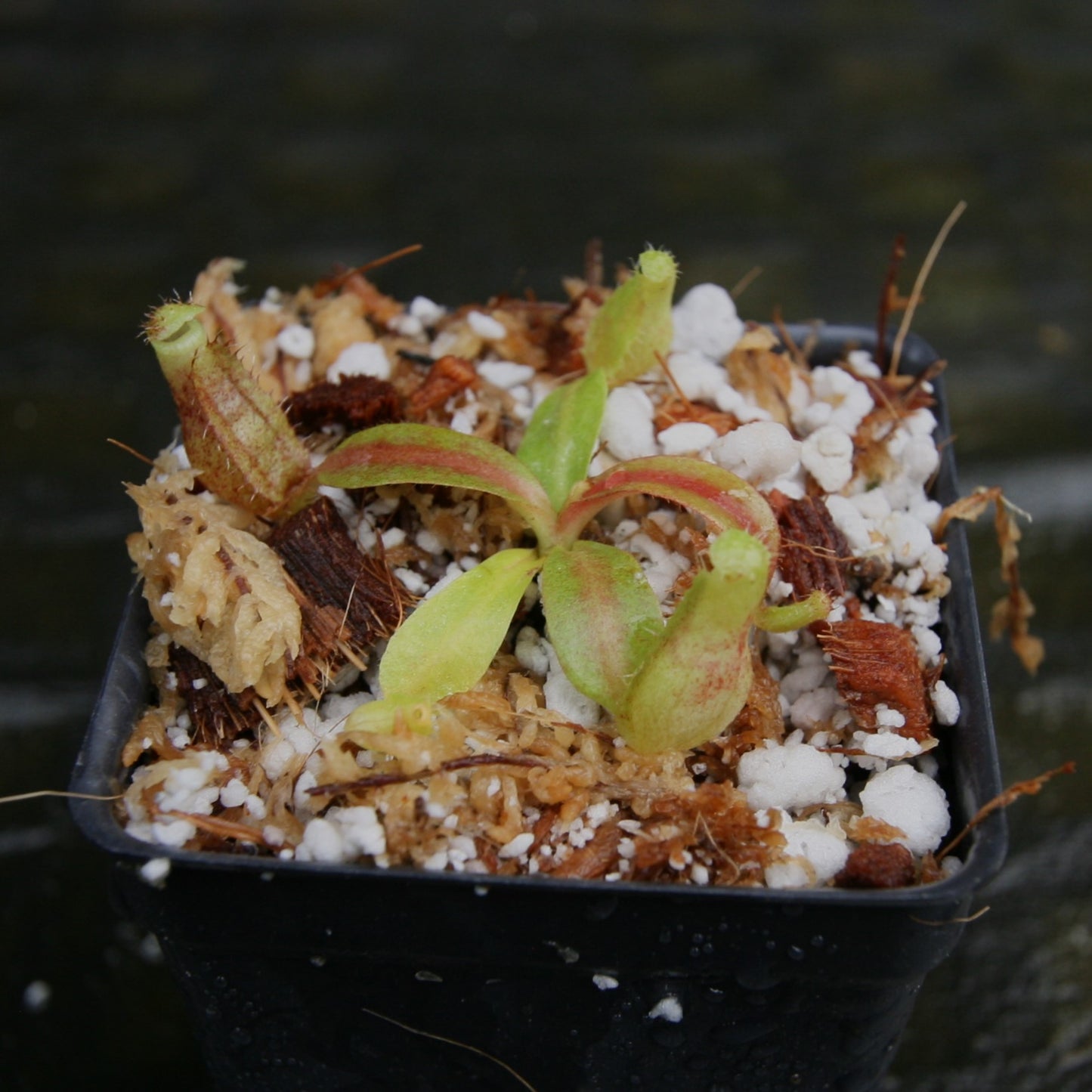 Nepenthes boschiana EP x veitchii 'Cobra', CAR-0302