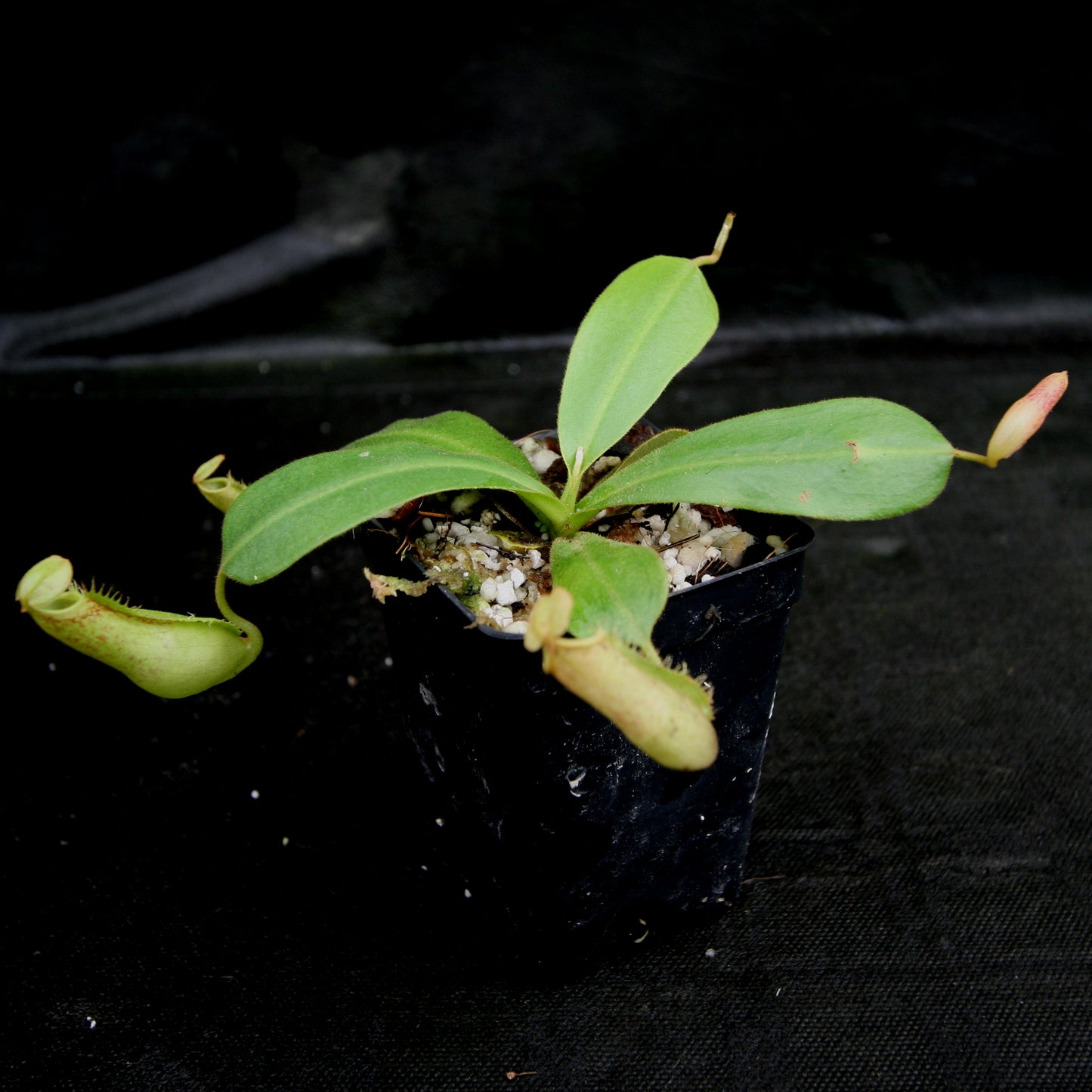 Nepenthes 'Splendid Diana' x platychila, CAR-0174