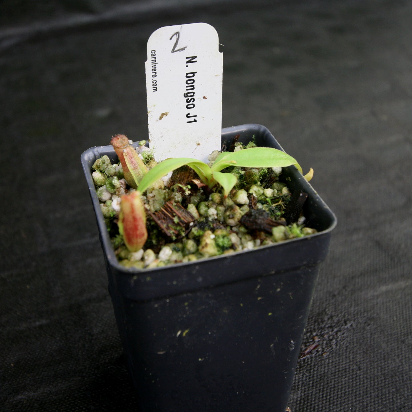Nepenthes bongso, CAR-0175