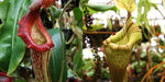 Nepenthes {maxima Pieriensis x [(lowii x veitchii) x boschiana]} x (veitchii Big Mama x platychila) -Seed Pod