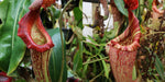 Nepenthes {maxima Pieriensis x [(lowii x veitchii) x boschiana]} x (maxima x veitchii HL) -Seed Pod