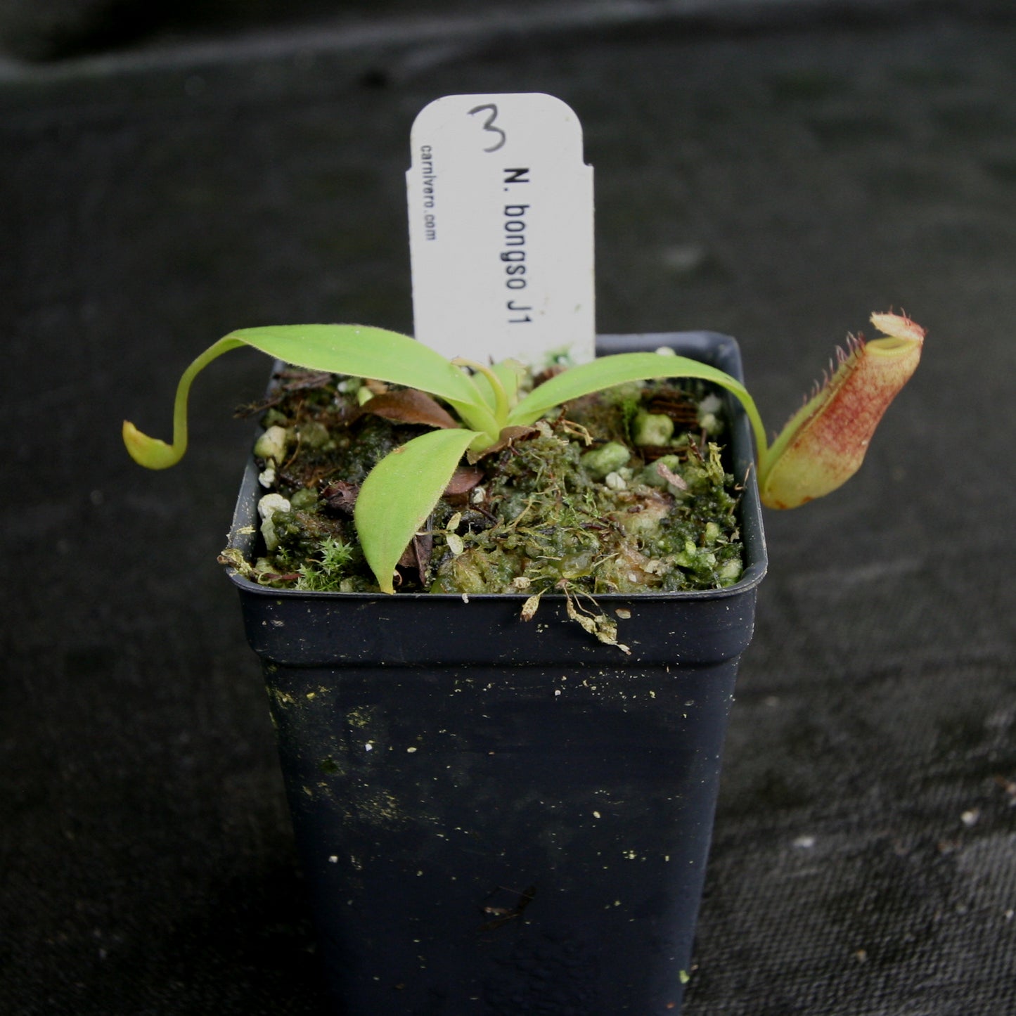 Nepenthes bongso, CAR-0175