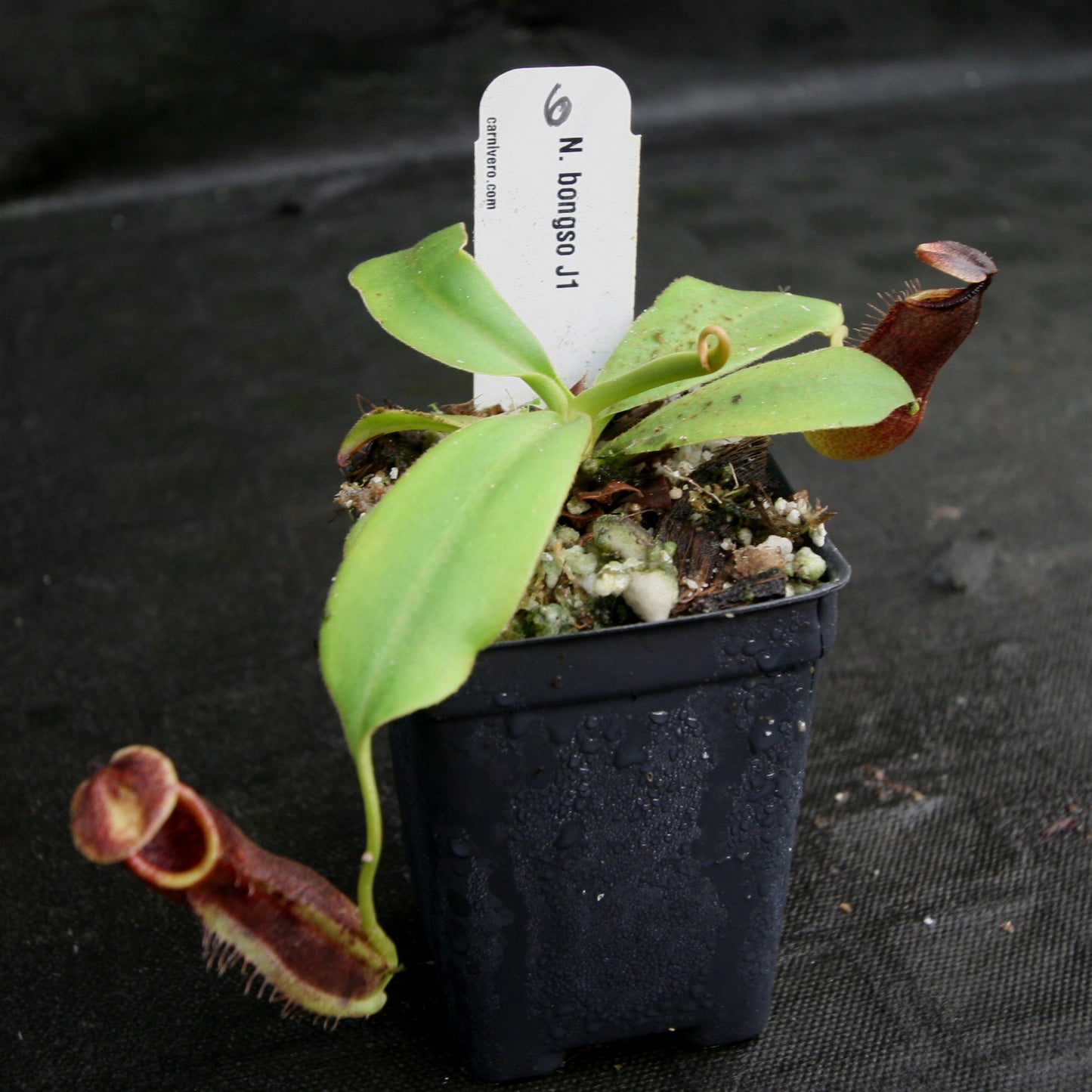 Nepenthes bongso, CAR-0175