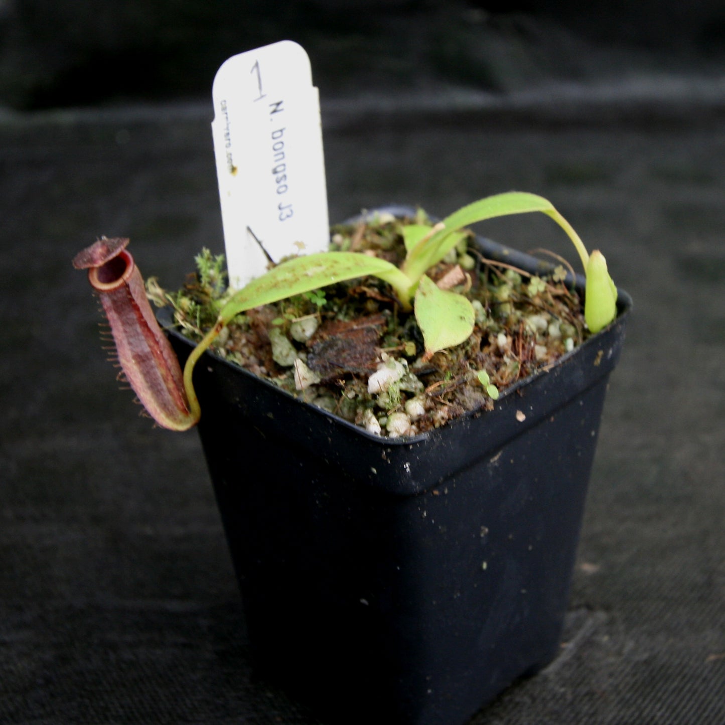 Nepenthes bongso, CAR-0175