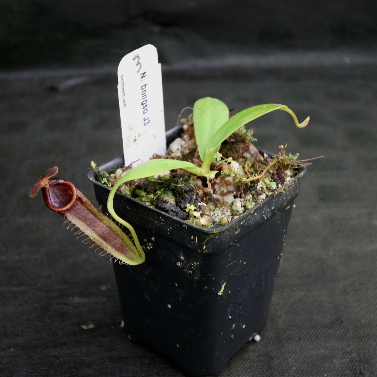Nepenthes bongso, CAR-0175